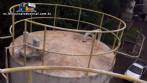 Tanque silo con camisa de refrigeraci�n para almacenamiento de glucosa, 20.000 litros.