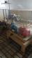 L�nea de chips para 250 kg